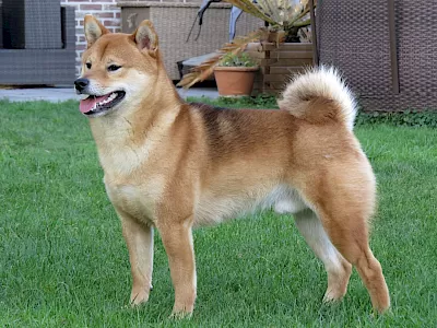 Hiraya Manawari :: Shiba Uni :: Ubbe