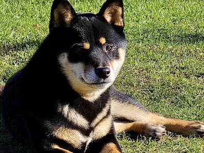 Hiraya Manawari :: Shiba Uni :: Ciri